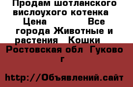 Продам шотланского вислоухого котенка › Цена ­ 10 000 - Все города Животные и растения » Кошки   . Ростовская обл.,Гуково г.